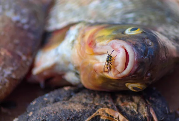 The picture shows a river fish that a fisherman caught in the city river of a small russian town. The fish is cleaned of scales. The fish is dead and lies on the shore on the sand among the stones, the leaves