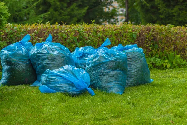 Six blue garbage bags stand neatly on the green grass near the bushes in the city garden Stock Picture