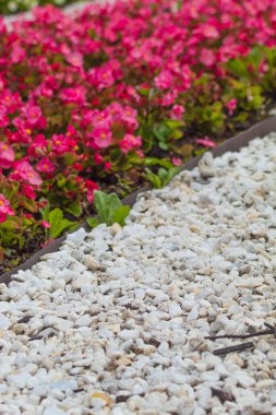 Dikey görüntü, yazın şehir bahçesindeki doğal nesneleri gösteriyor. Bunlar kırmızı yapraklı çiçekler ve farklı şekillerde beyaz çakıl taşları.