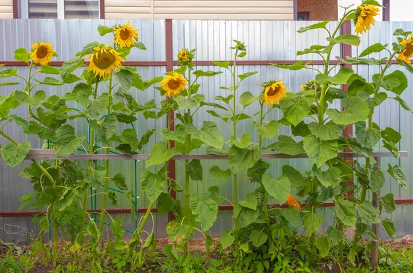 Pictured is an image of a herbaceous plant, which people call sunflower. The plant is located on the street in the courtyard of the city cottage. Sunflower grows close to the fence