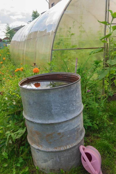 In a tall old iron barrel with rainwater reflected an orange garden flower Stock Photo