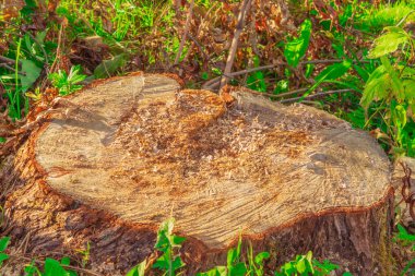Yatay fotoğraf büyük bir ağaç kütüğünü gösteriyor. Bu kesilmiş bir ağacın parçası. Güneş ışınları kütüğün üzerine düşer. Kök çimenler ve diğer bitki örtüleri arasında yer almaktadır. Kütük yakın planda gösterilir