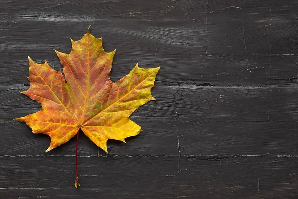 A multicolored maple leaf lies alone on a black wooden background — Stock Photo, Image