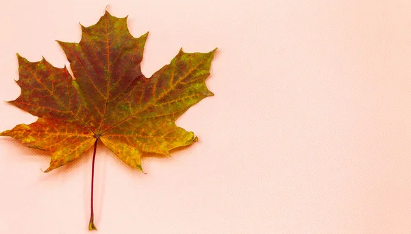 On the pink background on the side lies a maple leaf that fell from a tree — Stock Photo, Image
