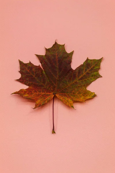 Maple leaf lies in the center on the pink background of the vertical photo — Stock Photo, Image