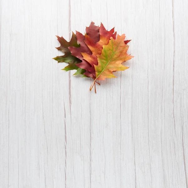 Various multicolored autumn leaves isolated on white wooden background. Season, minimal, autumn card, thanksgiving texture, fall background concept. Flat lay, top view, copy space..