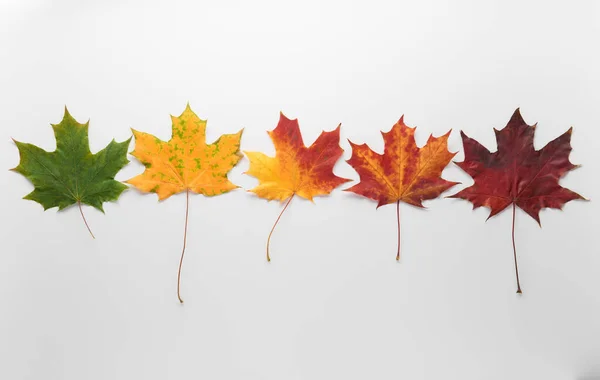 Gradient autumn leaves in a row isolated on white background. Seasonal, minimal, autumn card, thanksgiving texture, fall background, season change concept. Flat lay, top view, copy space...