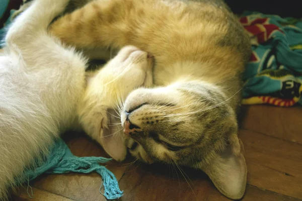 Katzenmama Schläft Und Umarmt Ihr Neugeborenes Kätzchen Niedliche Gestromte Kätzchen — Stockfoto