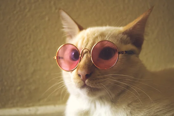 Kedi güneş gözlüğü. Güneş gözlüğü takıyor kedi portresi. 