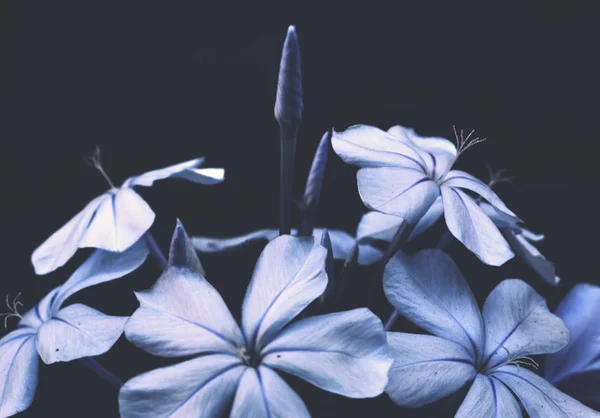 Fleur Bleue Isolée Sur Fond Noir Vue Romantique — Photo