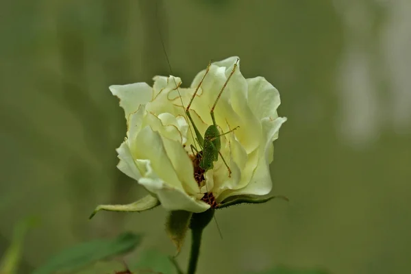 Cricket Flower Petal — Stock Photo, Image