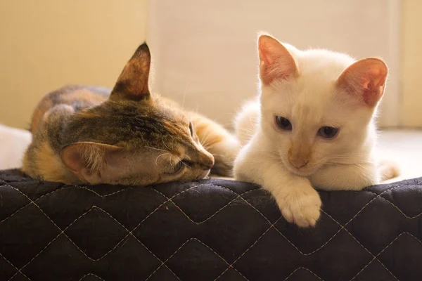 Katzen Schauen Über Ein Bett Niedliche Katzen Die Nach Unten — Stockfoto
