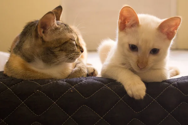 Katten Kijkt Een Bed Schattige Katten Neerkijkt Schattig Huiskatten Rustend — Stockfoto
