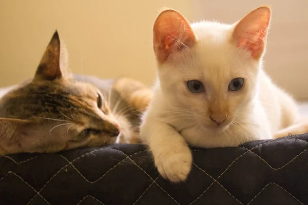 Γάτες Φαίνεται Πέρα Από Ένα Κρεβάτι Χαριτωμένος Γάτες Κοιτάζοντας Προς — Φωτογραφία Αρχείου