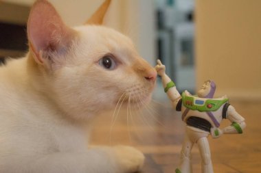 Rio de Janeiro, Brezilya - 08 Ocak 2019: şirin komik kedi evde Toy Story mini figürü ile oynamak. Buzz Işıkyılı spaceman oyuncakla oynamak beyaz kedi.