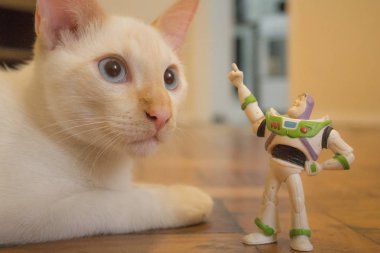 Rio de Janeiro, Brezilya - 08 Ocak 2019: şirin komik kedi evde Toy Story mini figürü ile oynamak. Buzz Işıkyılı spaceman oyuncakla oynamak beyaz kedi.
