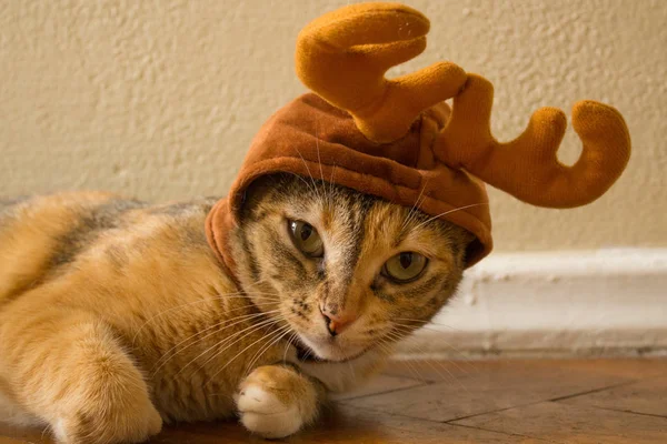 Adorable Taquigrafía Gatito Tabby Usando Sombrero Renos Navidad Lindo Gato — Foto de Stock