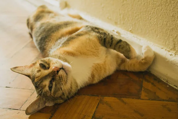 Playful Domestic Cat Lying Wooden Floor Adorable Shorthair Tabby Kitten — Stock Photo, Image