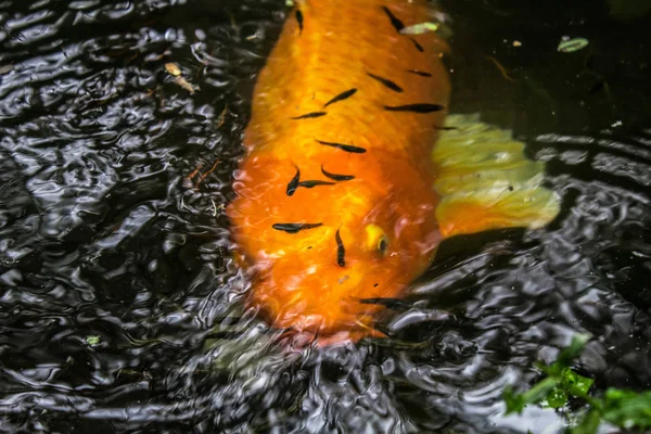 Colorful Japanese Koi Carp fish in a lovely pond of a garden in Tijuca Forest National Park