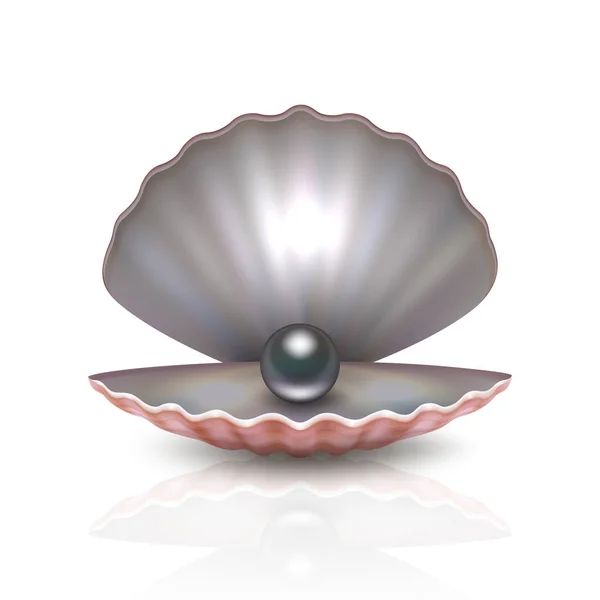 Vector realistiska 3d vackra naturliga öppnade pearl shell med svart pärla inuti ikonen närbild isolerad på vit bakgrund med reflektion. Formgivningsmall med snäckskal för grafik. Framifrån — Stock vektor