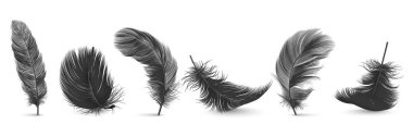 Vector 3d Realistic Different Falling Black Fluffy Twirled Feather Set Closeup Isolated on White Background. Design Template, Clipart of Angel or Bird Detailed Feather in Various Shapes clipart