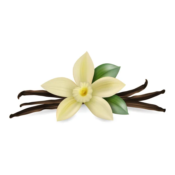 Vector 3D realistyczny skład ze słodką pachnące świeży kwiat wanilii z suszonymi strąki nasion i liści Ustaw zbliżenie na białym tle. Charakterystyczny aromat, koncepcja kulinarna. Widok z przodu — Wektor stockowy