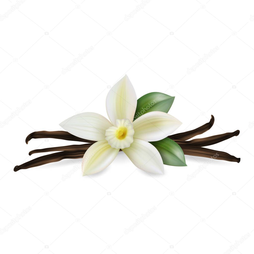 Vector 3d Realistic Composition with Sweet Scented Fresh Vanilla Flower with Dried Seed Pods and Leaves Set Closeup Isolated on White Background. Distinctive Flavoring, Culinary Concept. Design