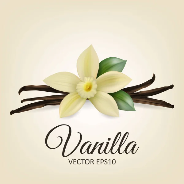 Vector 3d Realistic Composition with Sweet Scented Fresh Vanilla Flower with Dried Seed Pods and Leaves Set Closeup Isolated on White Background. Distinctive Flavoring, Culinary Concept. Front View — Stock Vector