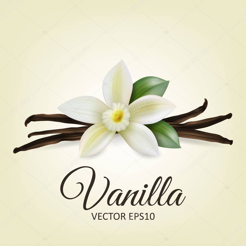 Vector 3d Realistic Composition with Sweet Scented Fresh Vanilla Flower with Dried Seed Pods and Leaves Set Closeup Isolated on White Background. Distinctive Flavoring, Culinary Concept. Design