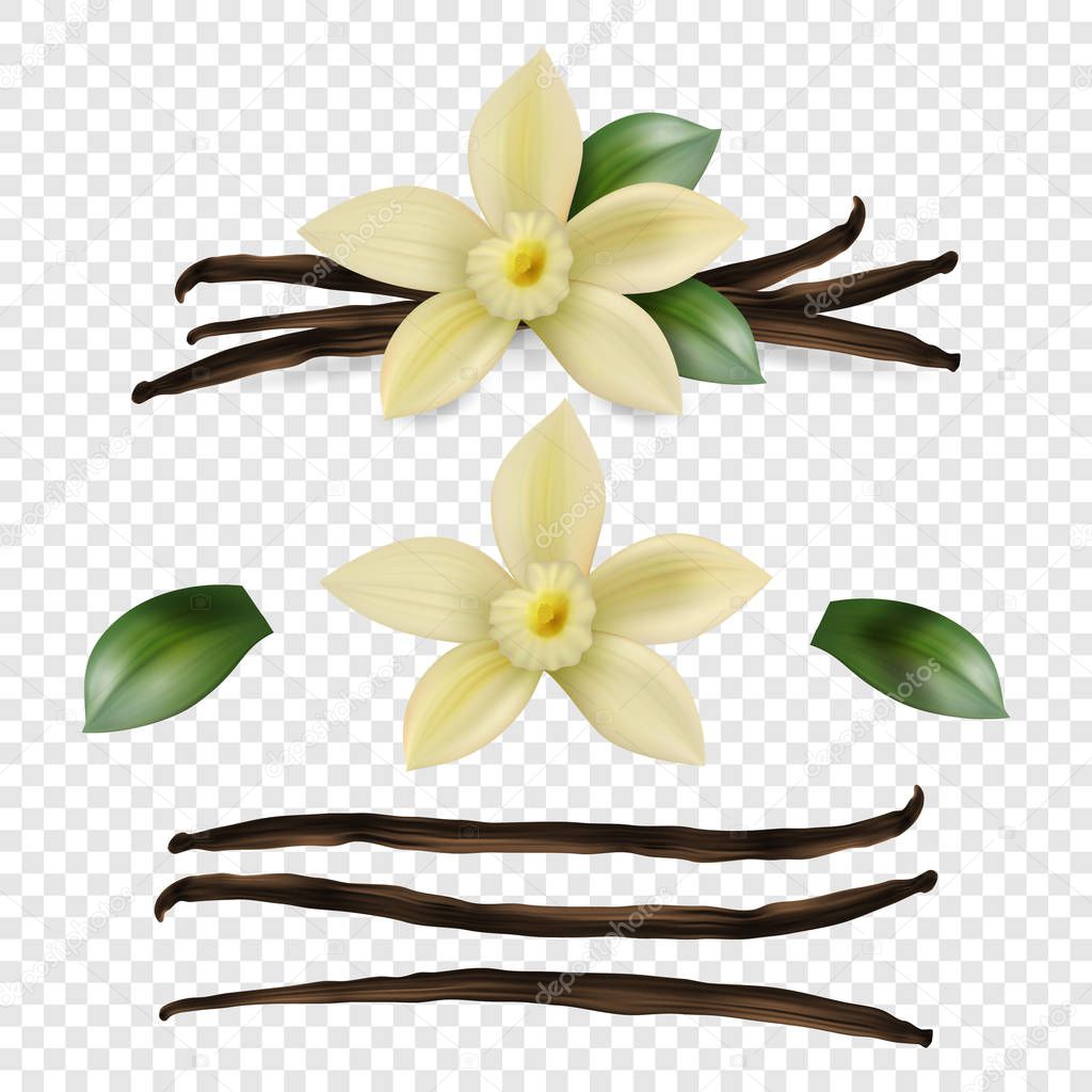 Vector 3d Realistic Sweet Scented Fresh Vanilla Flower with Dried Seed Pods and Leaves Set Closeup Isolated on Transparent Background. Distinctive Flavoring, Culinary Concept. Front View.