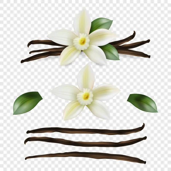 Vector 3d Realistic Sweet Scented Fresh Vanilla Flower with Dried Seed Pods and Leaves Set Closeup Isolated on Transparent Background. Distinctive Flavoring, Culinary Concept. Front View — Stock Vector