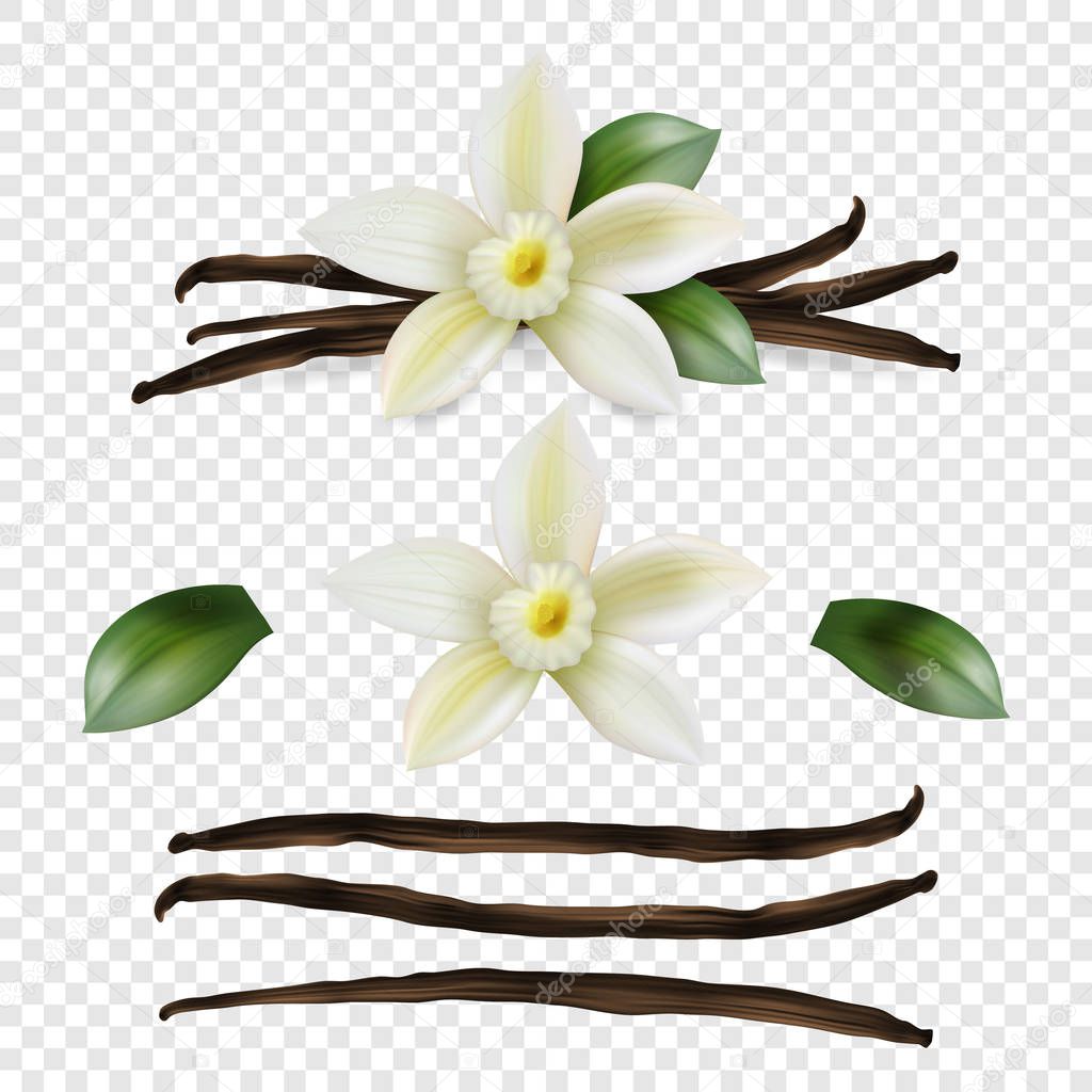 Vector 3d Realistic Sweet Scented Fresh Vanilla Flower with Dried Seed Pods and Leaves Set Closeup Isolated on Transparent Background. Distinctive Flavoring, Culinary Concept. Front View.