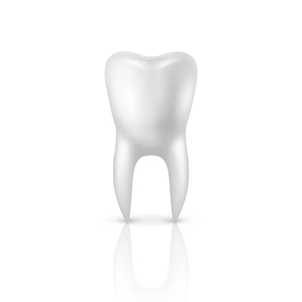 Vektor 3D realistisk göra mänsklig tand närbild isolerad på vit bakgrund. Dental, medicin och hälsa koncept, designmall. Medicinskt element, tandkräm, hälsosam munhygien, käk protes — Stock vektor