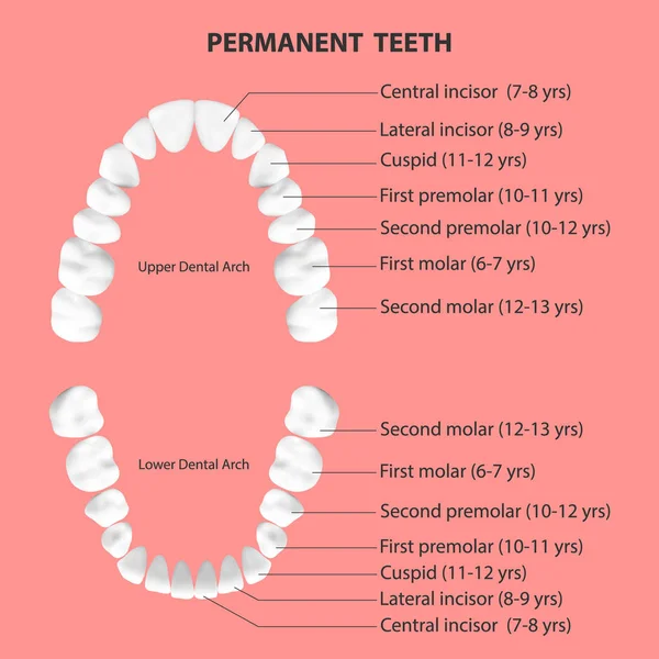 Vektor 3D realistiska tänder, övre och nedre vuxen käke, uppifrån. Anatomi begrepp. Ortodontist mänskliga tänder schema, diagram. Medicinsk oral hälsa. Formgivningsmall — Stock vektor
