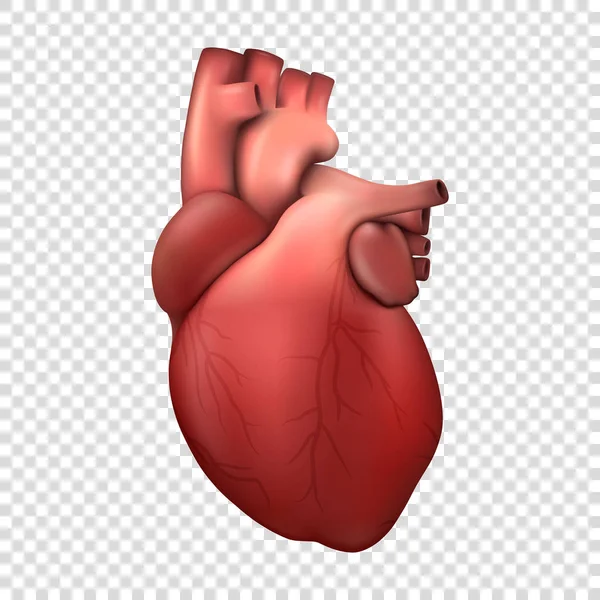 Vector 3d Realistic Health Heart Model Icon Primer plano Aislado sobre fondo transparente. Plantilla de diseño de anatomía de órganos humanos, concepto médico. Vista frontal — Vector de stock