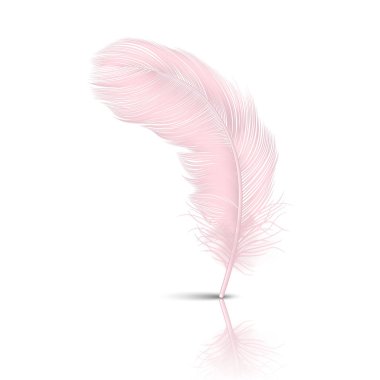 Vektör 3d Gerçekçi Düşen Pembe Flamingo Fluffy Beyaz Arka Plan izole Yansıma Closeup ile Tüy Twirled. Tasarım Şablonu, Melek Clipart veya Ayrıntılı Kuş Quill