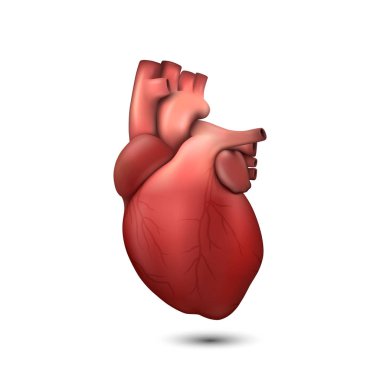 Vektör 3d Gerçekçi Sağlık Kalp Modeli Simge Closeup Beyaz Arka Plan izole. İnsan Organ Anatomisi Tasarım Şablonu, Tıbbi Kavram. Ön Görünüm