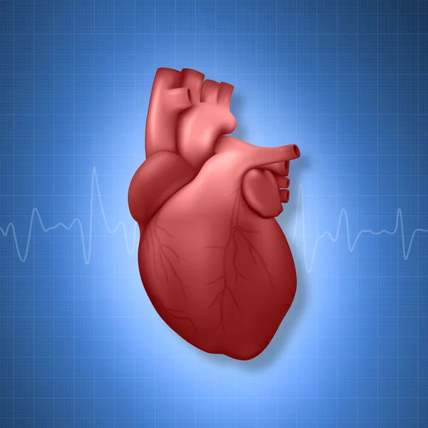 Vector 3d realista brillante modelo de corazón de la salud con un primer plano de línea de pulso en la ciencia azul forrada a cuadros antecedentes médicos. Plantilla de diseño de anatomía de órganos humanos, concepto médico. Vista frontal — Vector de stock