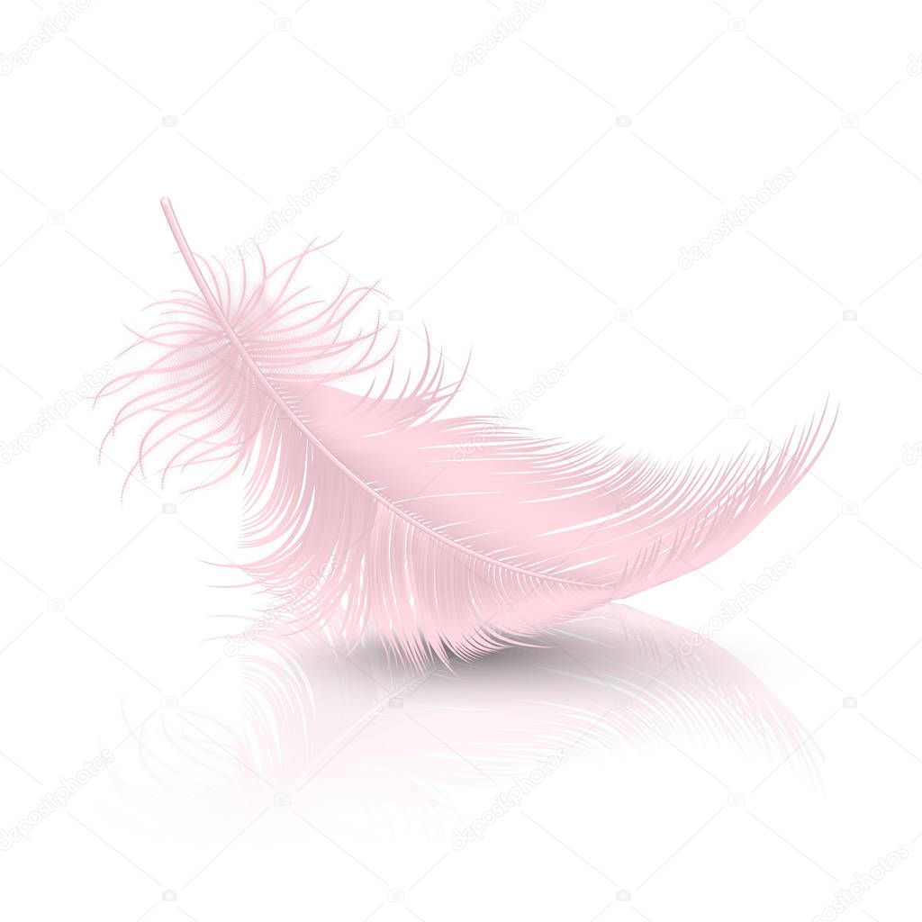 Vector 3d Realistic Falling Pink Flamingo Fluffy Twirled Feather with Reflection Closeup Isolated on White Background. Design Template, Clipart of Angel or Detailed Bird Quill