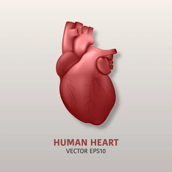 Vector 3d realista brillante modelo de corazón de la salud con un primer plano de línea de pulso, fondo médico. Plantilla de diseño de anatomía de órganos humanos, concepto médico. Vista frontal — Vector de stock
