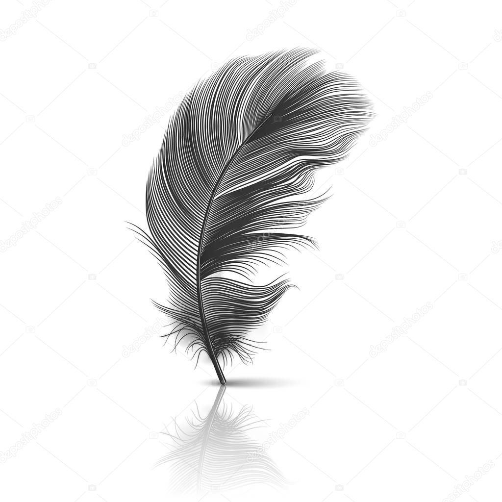 Vector 3d Realistic Falling Black Fluffy Twirled Feather with Reflection Closeup Isolated on White Background. Design Template, Clipart of Angel or Detailed Bird Quill, Nib