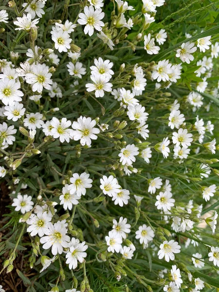 Wilde witte bloemen met een geel midden - Astra - op de voorgrond in het veld — Stockfoto