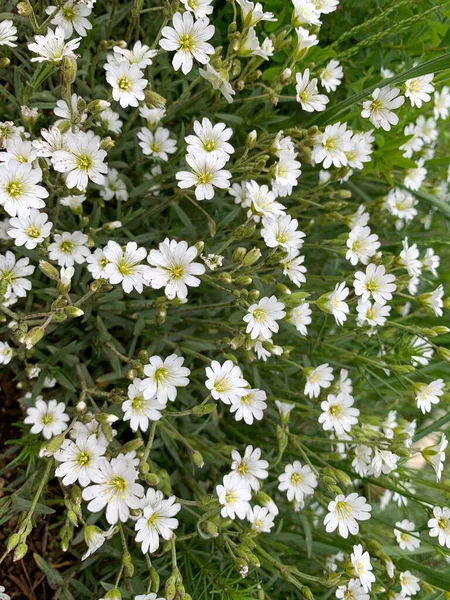 Flores brancas selvagens com um meio amarelo - Astra - em primeiro plano no campo — Fotografia de Stock