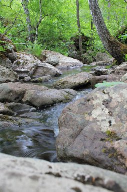 Dağ nehri, bulutlu bir yaz gününde, yeşil bir ormanda gri taşların arasında akan kristal berrak suyla dolu küçük bir şelale. Göletin yanında büyük taşlar var.