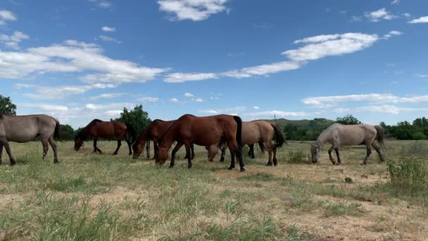 Manada de caballos en un pasto en un campo verde en medio de los picos de las montañas. Verano. Animales de granja. Un lindo caballo cuelga entre paisajes montañosos bajo el cielo despejado — Vídeos de Stock