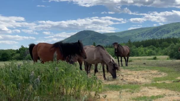 Rebanho de cavalos em um pasto em um campo verde no meio dos picos da montanha. Verão. Animais de quinta. Um cavalo bonito pendura entre paisagens montanhosas sob céu limpo — Vídeo de Stock