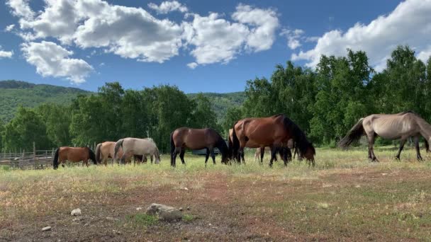 Herd of horses on a pasture in a green field in the middle of the mountain peaks. Summer. Farm animals. A cute horse hangs among mountain landscapes under clear sky — Stock Video