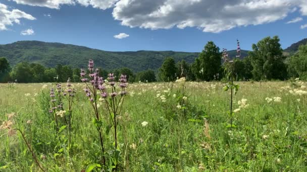 Flori sălbatice multicolore în munți. Idyllic frumos peisaj. Cerul albastru. Munţii. Un câmp verde mare, cu copaci în fundal — Videoclip de stoc