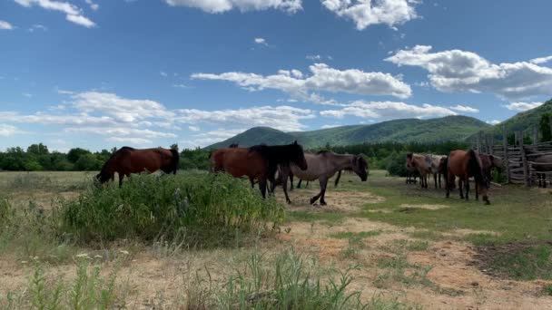 山のピークの真ん中に緑のフィールドに牧草地に馬の群れ。夏だ。農場の動物だ。澄んだ空の下で山の風景の中にかわいい馬がぶら下がっている — ストック動画