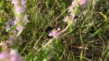 Yaban arısı bir çiçekte polen toplar. Bir çiçeğe yakın çekim
